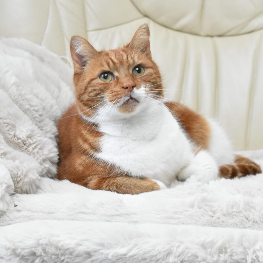 Instagram post by @the_ginger_tom for Scruffs. Caption reads: [...] time on my new blanket from @petslovescruffs....