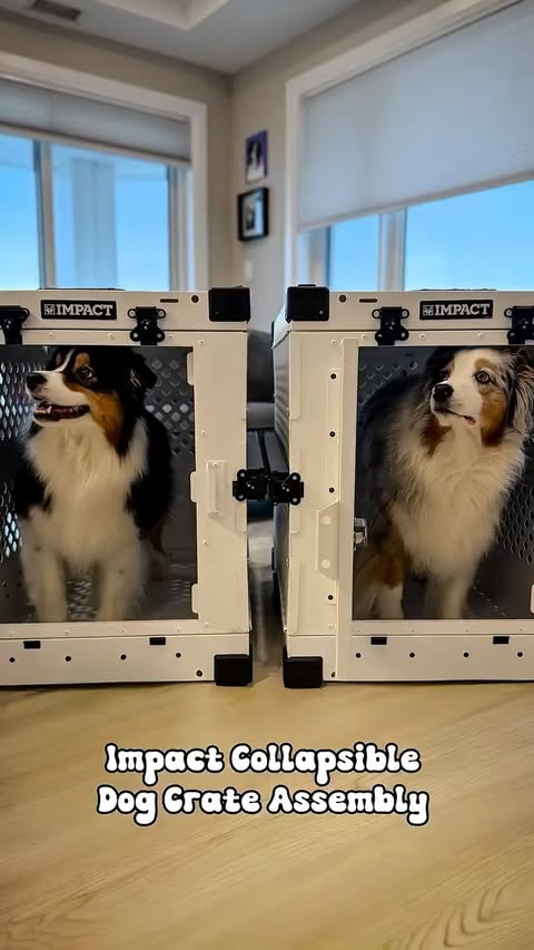 Instagram post by @aikoandnara for Impact Dog Crates. Caption reads: @impactdogcrates has landed in Canada 🇨🇦✨ #ad....