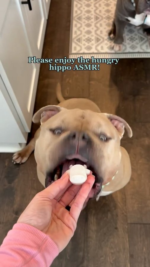 Instagram post by @oso_n_koa for Pet Releaf. Caption reads: [...] the hot water gelatin mix 🍓💧 4. Add....