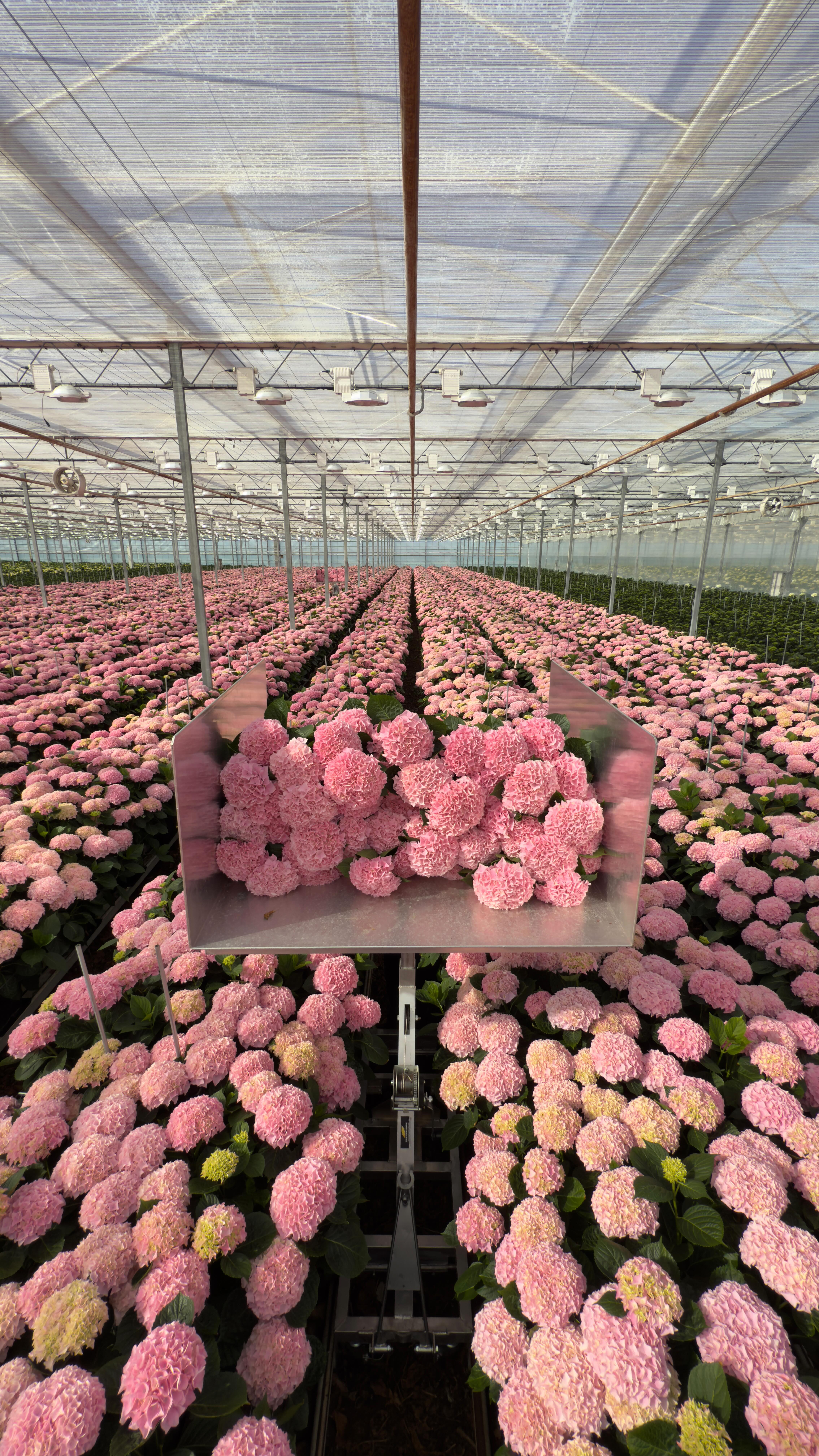 Instagram post by @flowerstud for 1800Flowers. Caption reads: 💖🌸 A SEA OF PINK! 🌸💖

The hydrangea season has....
