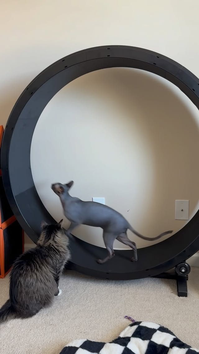 Instagram post by @sphynx.please for One Fast Cat. Caption reads: [...] ⬆️ #workout #catsofinstagram #onefastcat....