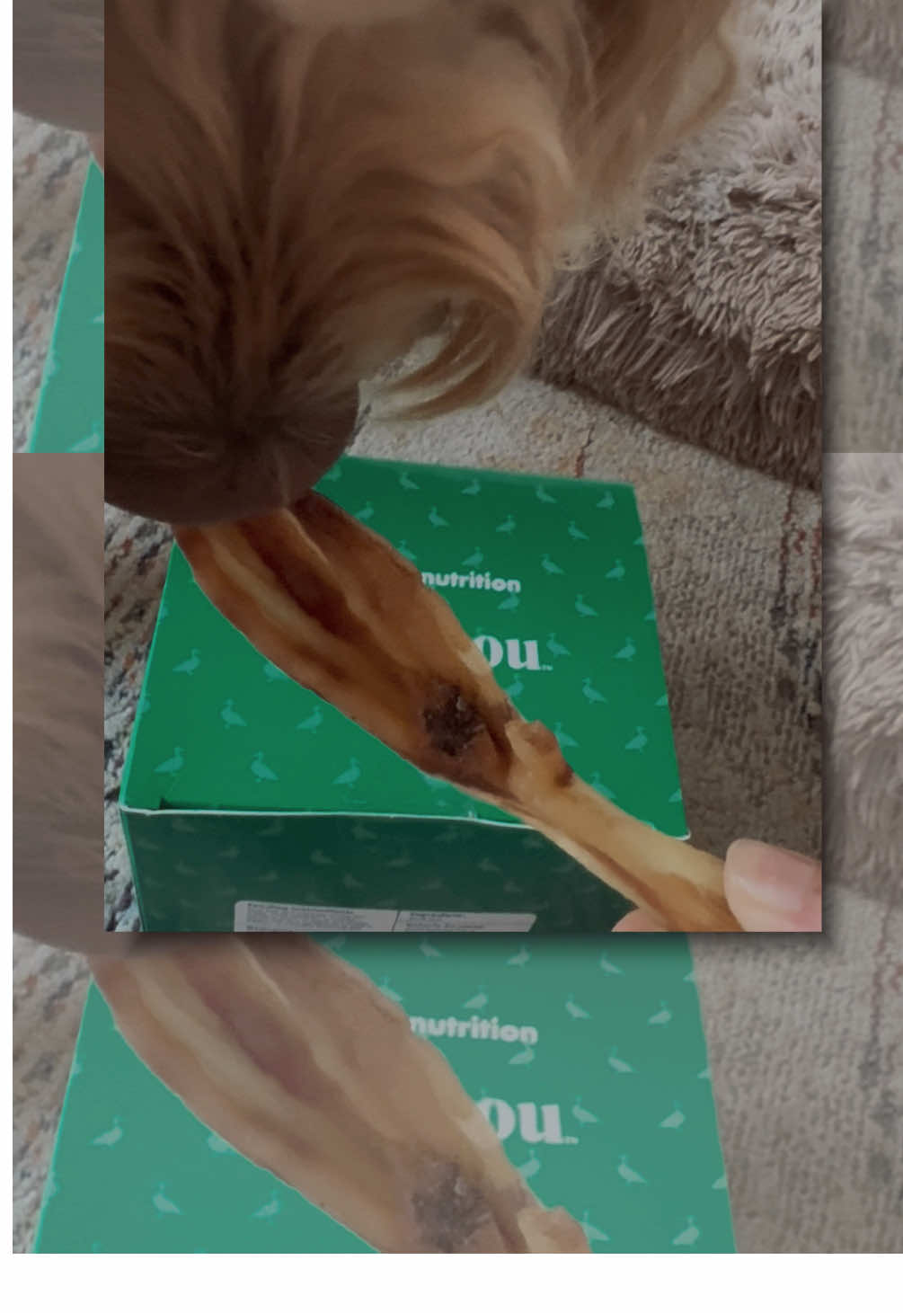 TikTok post by @worldofoso for King Lou. Caption reads: [...] #d#dogchewp#petcontentsatisfyingcrunch @King....