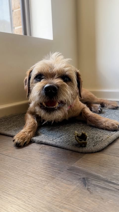 Instagram post by @mavis_theborderterrier for Tinder. Caption reads: Be honest… what are you doing? 

A) Think it’s....