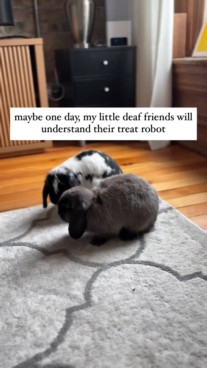 Instagram post by @thehollandluna for Petcube. Caption reads: thank you @petcube while the treat dispenser is a....