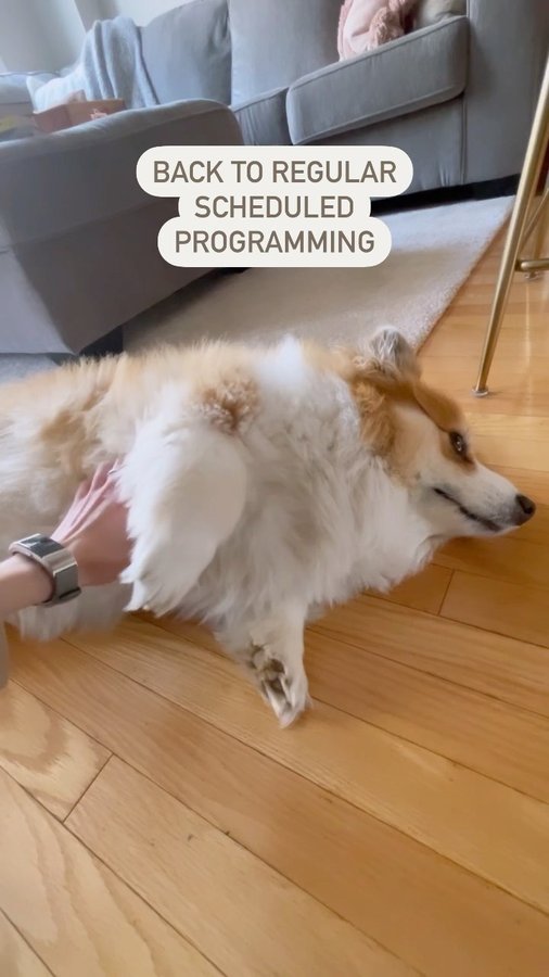 Instagram post by @hudsonthefluffycorgi for Rug Doctor. Caption reads: [...] those quick carpet saves. Thank you....