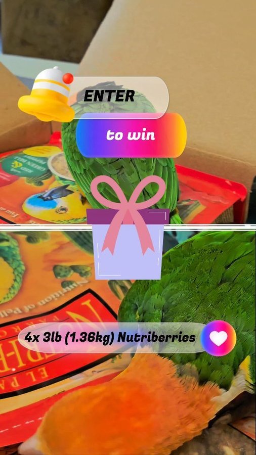 Instagram post by @_lala_dobby_ for Lafeber Pet Birds. Caption reads: 🦜 Lala, Dobby & Lafeber Giveaway for Your Pet....