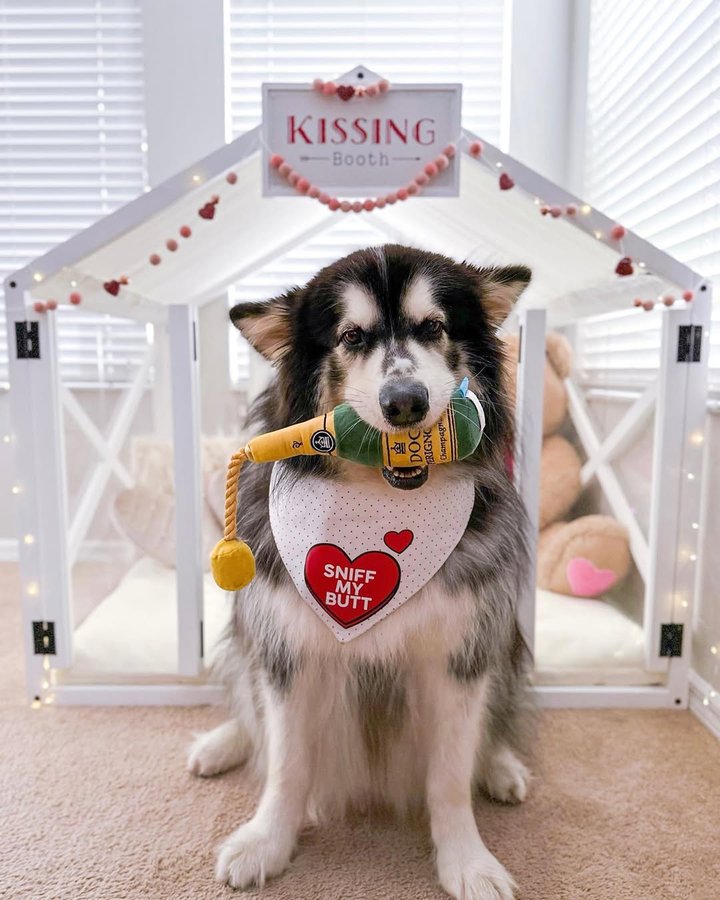 Instagram post by @jackson.the.malamute for – Wlo Store. Caption reads: Giveaway closed! Congratulations @henry_theween....