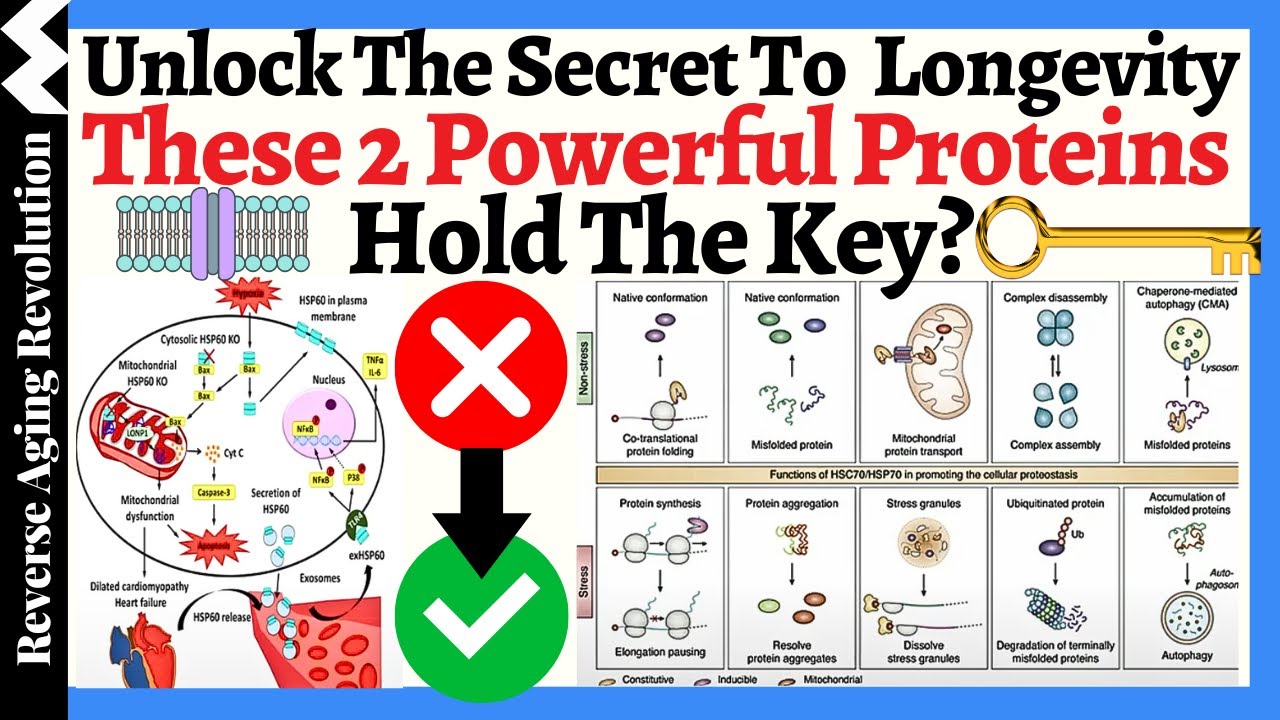 YouTube post by @ReverseAgingRevolution for Renue By Science. Caption reads: Stimulate THESE 2 POWERFUL PROTEINS Could Be the....