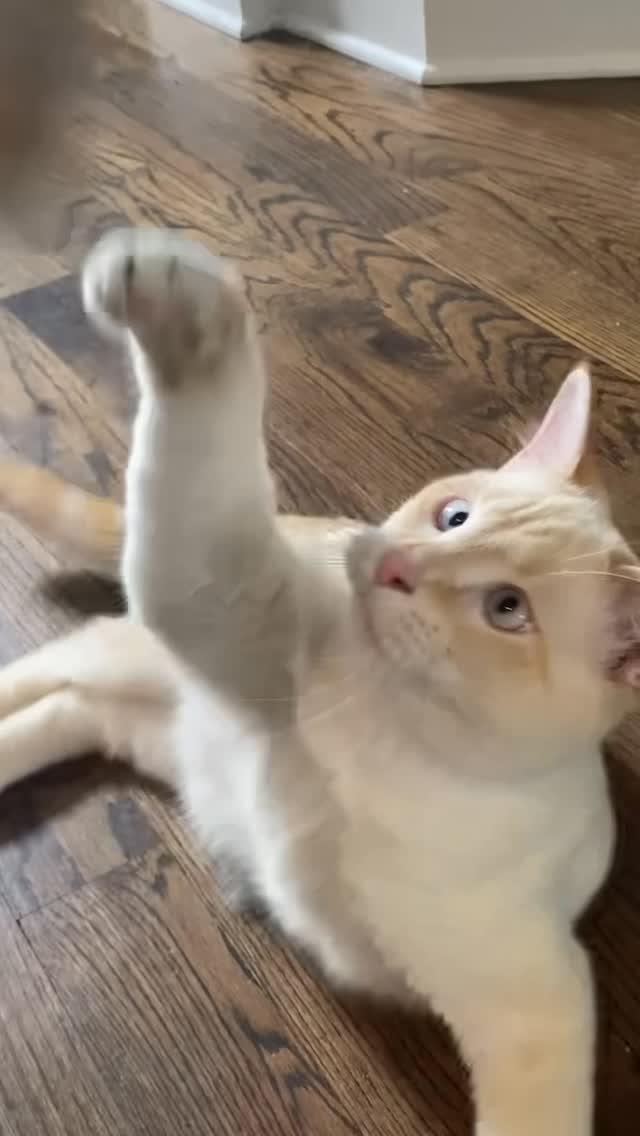 Instagram post by @venustwofacecat for Cats of Instagram. Caption reads: My baby brother Bubba acts like a dog! Do you....