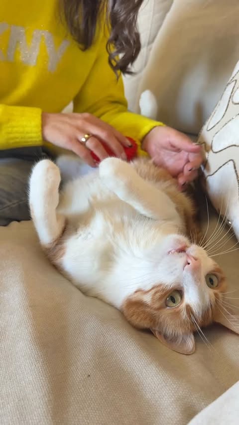 Instagram post by @myusalifee for Bambu Lab. Caption reads: I made a custom toy for my cat using my....