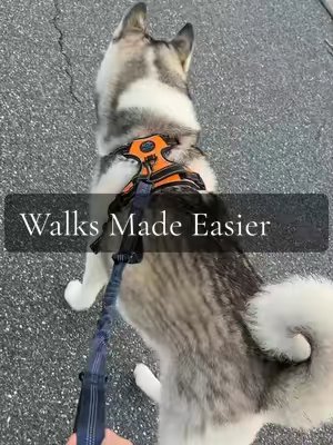TikTok post by @itskathleenbabes for iYoShop. Caption reads: [...] and gives me more control on walks. @iYoShop....