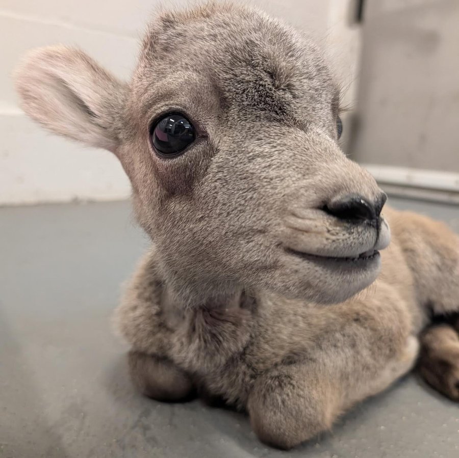 Instagram post by @lutheran_hospital for Intermountain Health. Caption reads: Just in time for #CelebrateColorado, we’ve....