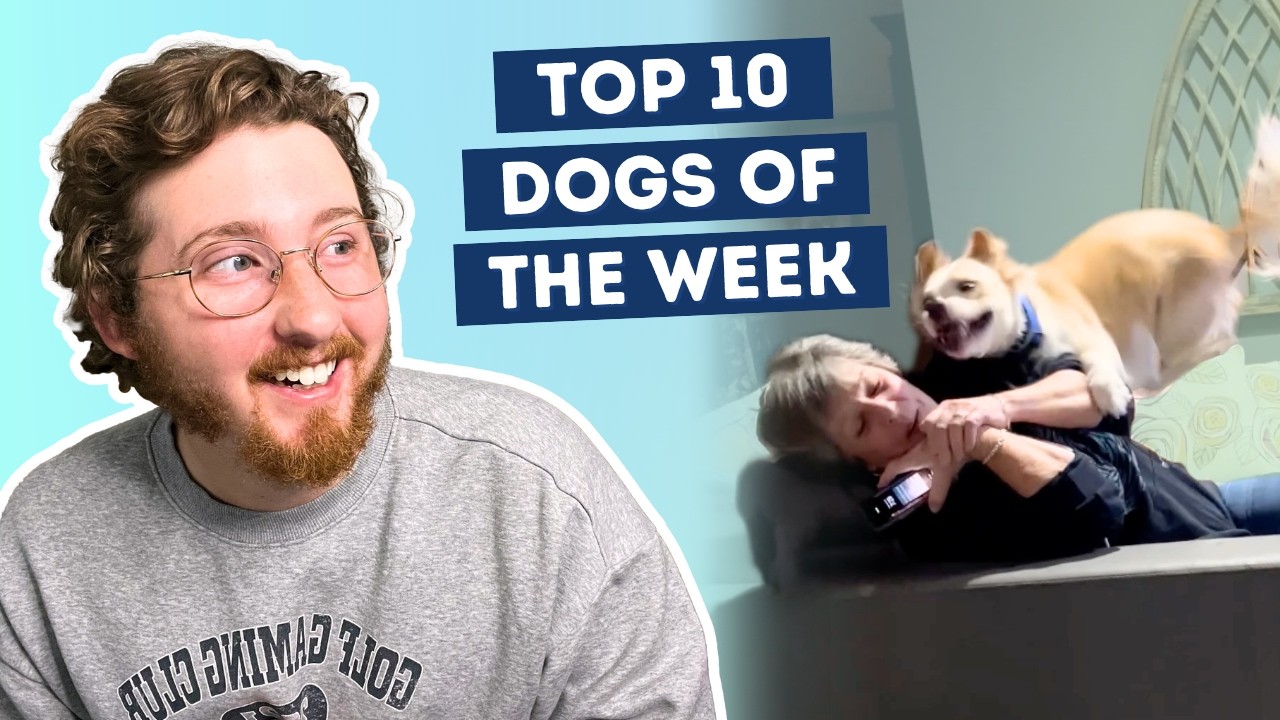 YouTube post by @dog_rates for WeRateDogs. Caption reads: This Dog Met His Grandma For The First Time.