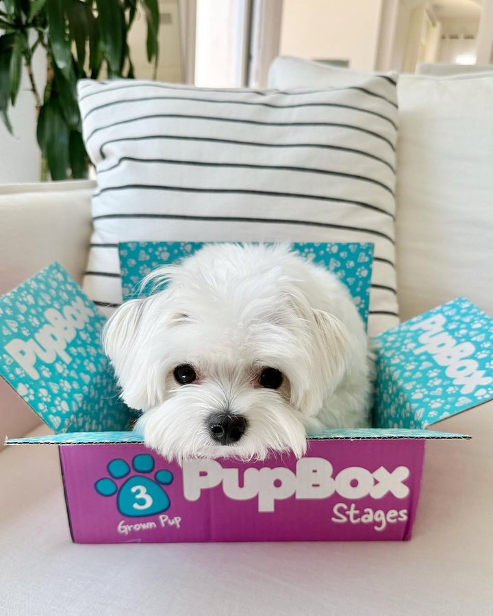 Instagram post by @mochifloof for PupBox. Caption reads: [...] to it while baking a cake. 🧁🐶🐾 #pupbox....