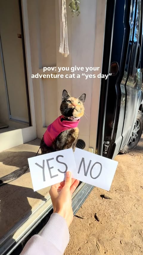 Instagram post by @scarletandseth for Petco. Caption reads: [...] what happened #ad 🥹 thank you to @petco for....