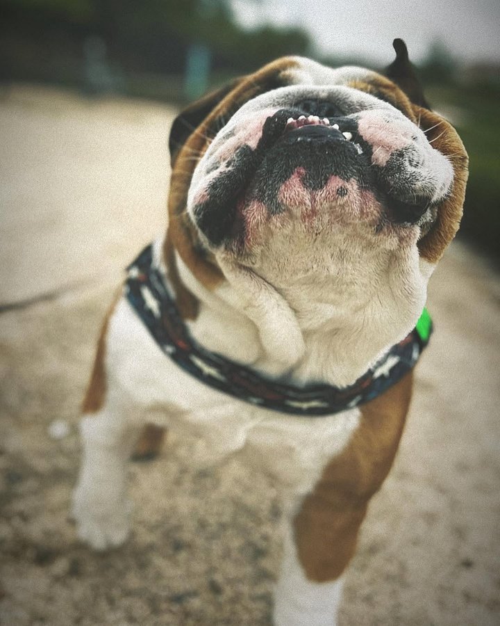 Instagram post by @bruce_almighty2000 for Bullhug. Caption reads: [...] #aftertherains #aftertheraincomesthesun....