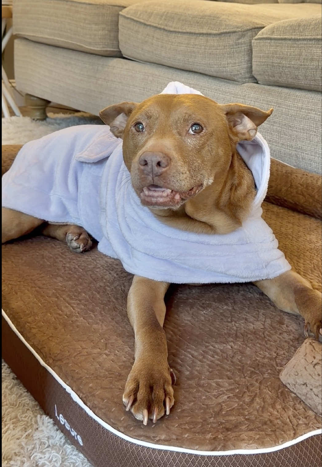 TikTok post by @hi.this.is.tatum for Lesure Pet. Caption reads: The @Lesure Pet RealOrtho dog bed has 3 layers....