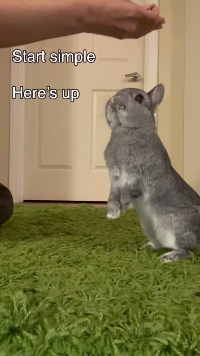 Instagram post by @cookieandgizmoli for Oxbow Animal Health. Caption reads: [...] my bunnies to do tricks with....