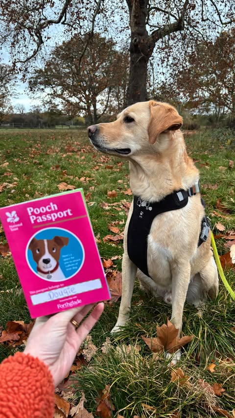 Instagram post by @travelbysunlight for Forthglade. Caption reads: A perfect winter walkies 🐾

We recently took....