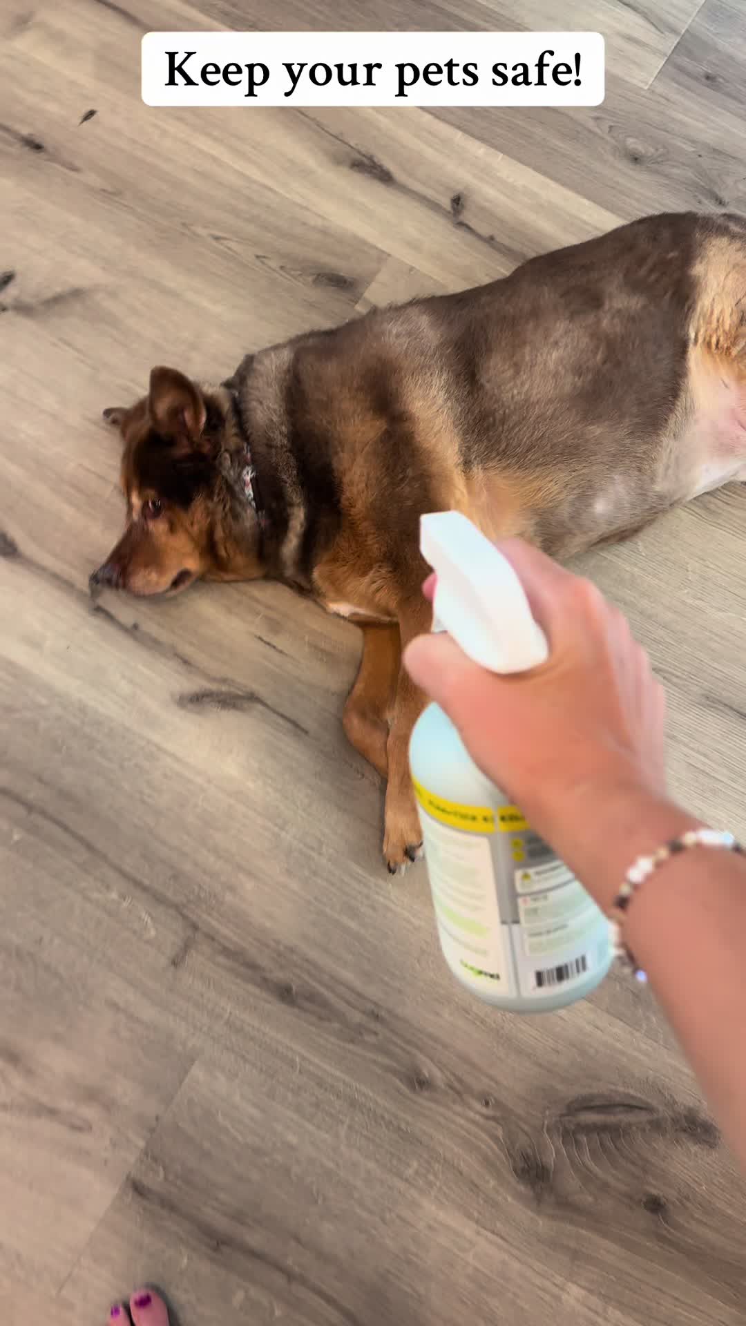 TikTok post by @rodisranch.nik for BugMD. Caption reads: [...] and ticks!! For your home and pets! #bugmd....