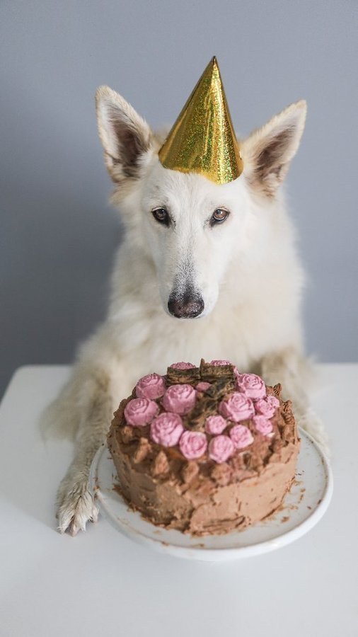 Instagram post by @kayatheshepherd for ZIWI Pet Food. Caption reads: Happy 7th Birthday Kaya! #ad

I cannot believe....