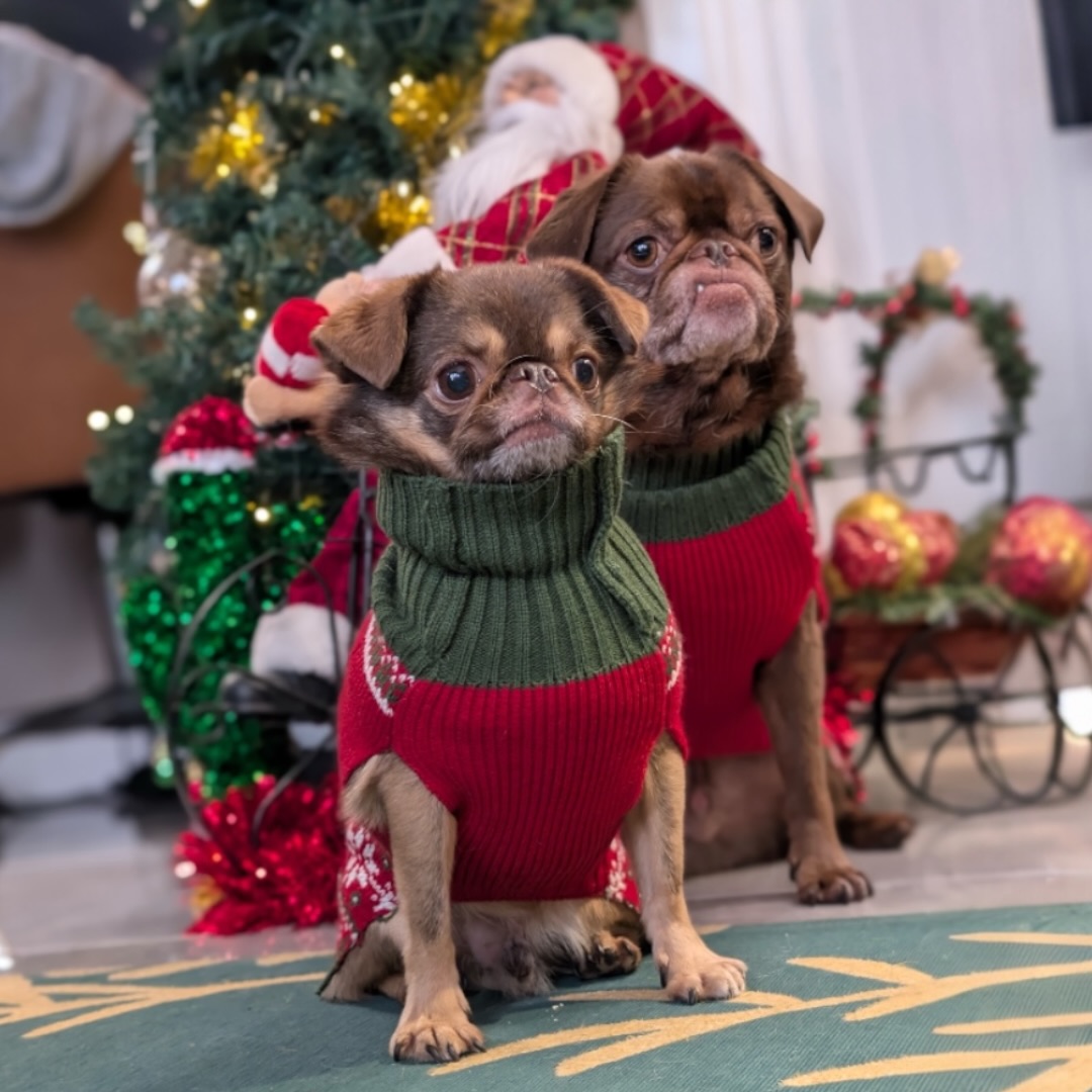 Instagram post by @kingchillithepug for BullyBillows. Caption reads: [...] (rolls) is a nightmare, but these....