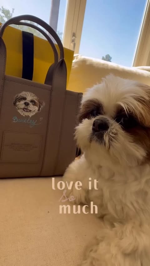 Instagram post by @bentley.boy_shihtzu for Marc Jacobs. Caption reads: THANK YOU… @marcjacobs for an amazing day at....