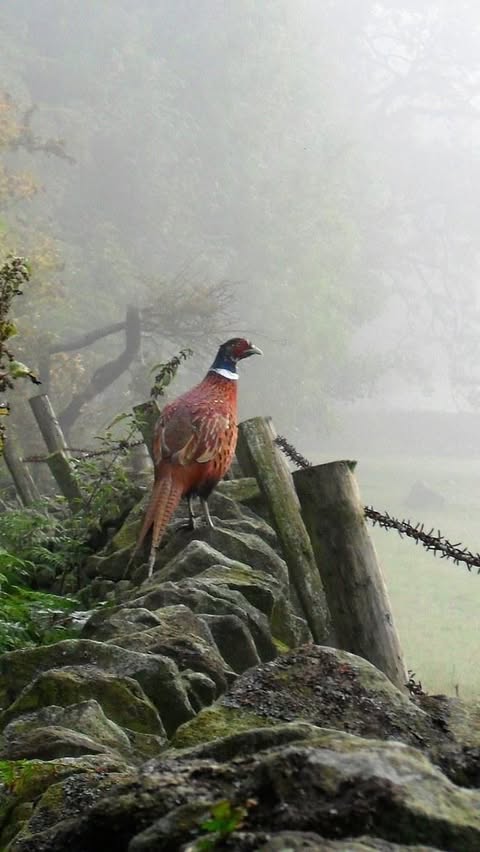 Instagram post by @the.old.stables for Birdfy. Caption reads: [...] BIRD and I’ll send them over 🕊️....