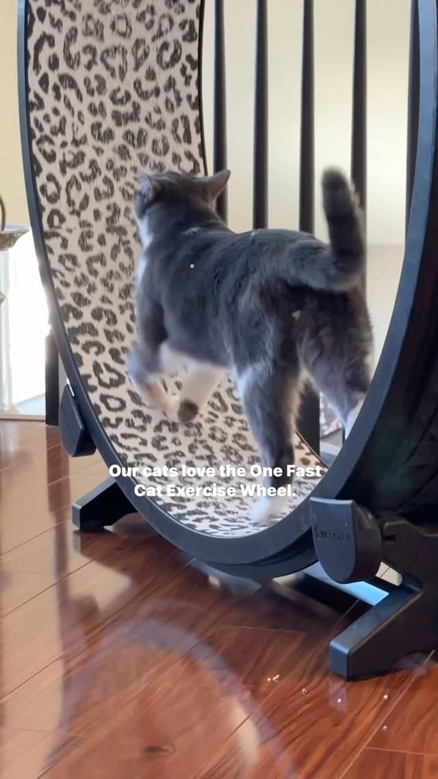 Instagram post by @thetwocrazycatladies for One Fast Cat. Caption reads: [...] coolest toy on the block… the Gen 6 One Fast....