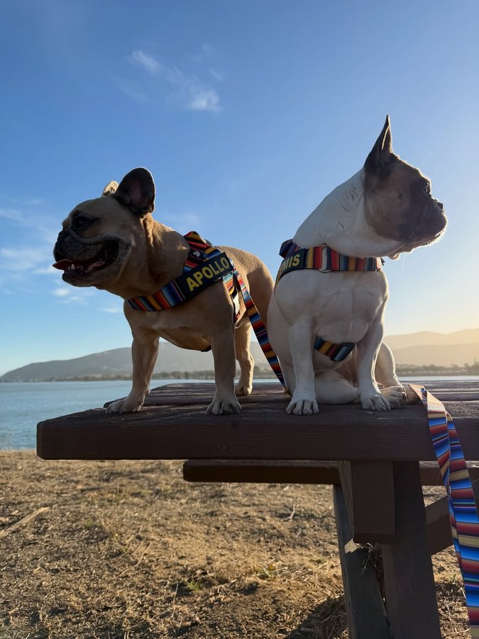 Instagram post by @somefrenchienamedapollo for Bullhug. Caption reads: [...] in their Chucky themed harnesses from....
