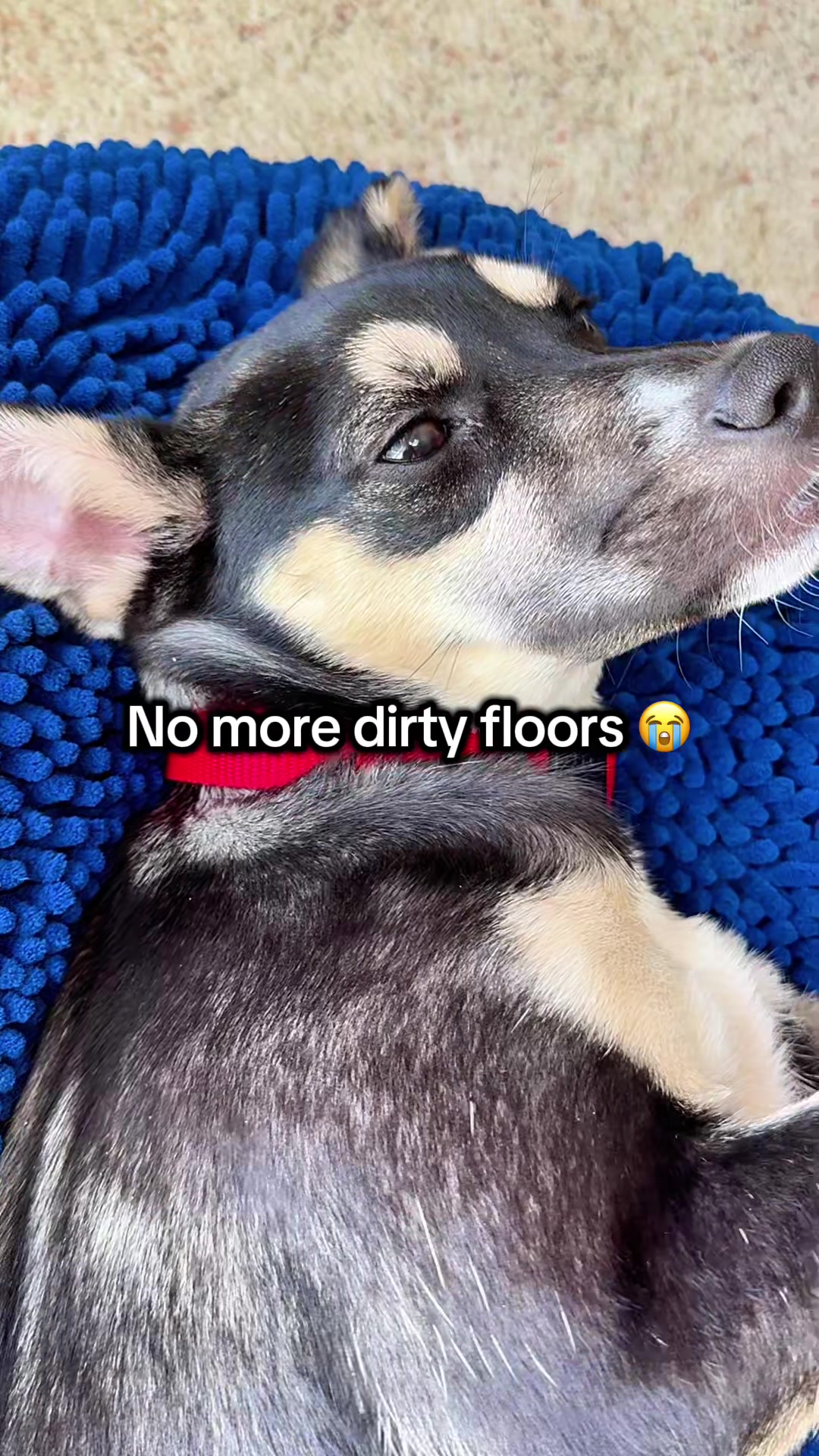 TikTok post by @chantal.creates2 for Muddy Mat. Caption reads: [...] AND helped keep the mess in one place.....