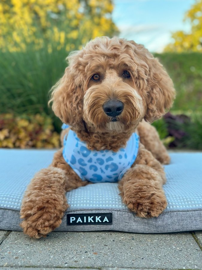 Instagram post by @goodboihermann for PAIKKA. Caption reads: [...] Win a cooling mattress + vest from....