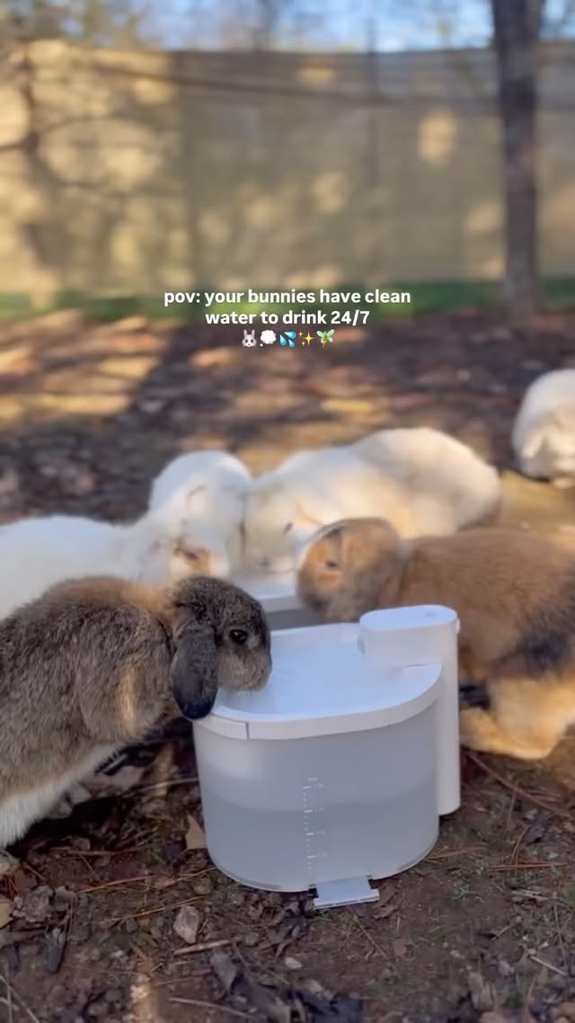 Instagram post by @heavenlymeadowsrabbitry for Uahpet. Caption reads: [...] of this wireless water fountain from....