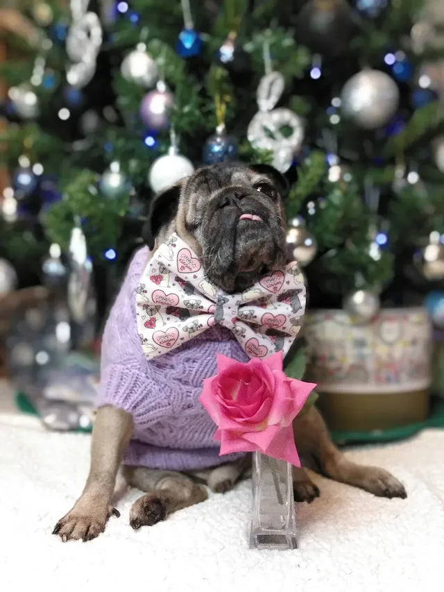 Instagram post by @lilrascalpug for Frankys Bowtique. Caption reads: [...] _____ _____ 💜 Pugs and Kisses Bow....