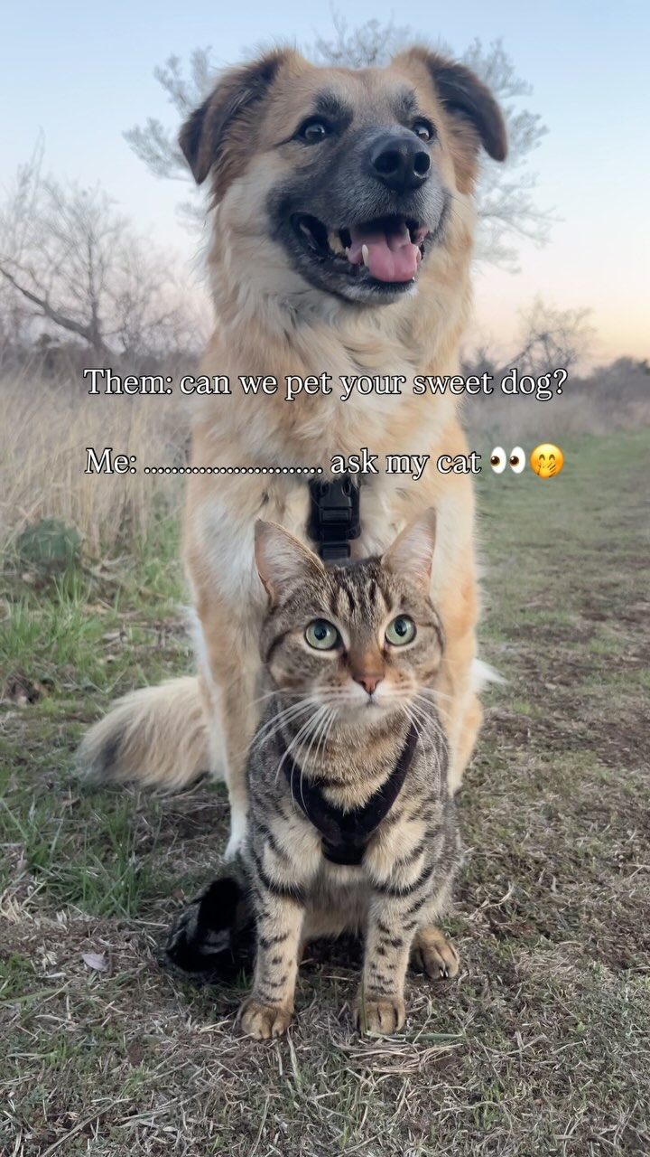 Instagram post by @acornandherleaf for Cats of Instagram. Caption reads: I apologise for my snort of laughter there....