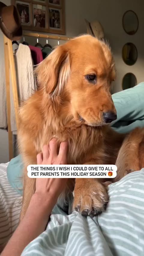 Instagram post by @goldengirlpacha for Tractive. Caption reads: [...] 😩🤞🏼

Honestly I’ll keep preaching....