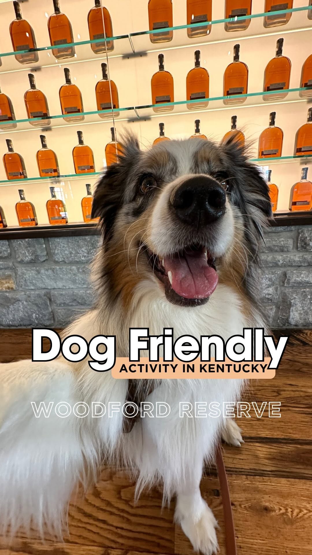 Instagram post by @stiltontheaussie for Woodford Reserve. Caption reads: Hey, fur-riends! 🐾 Stilton here, your loyal....