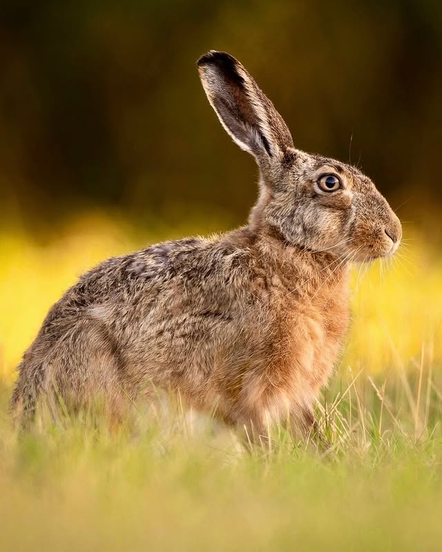 Instagram post by @aiko.sukdolak for Nikon DACH. Caption reads: [...] #hase #wildlife #nikoncreator für @nikondach.