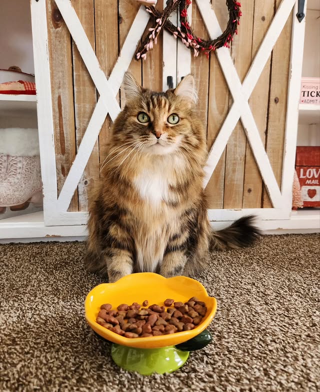 Instagram post by @chey_muterwilliams for Happy & Polly. Caption reads: #ad The Cutest Addition To My Kitchen, This....