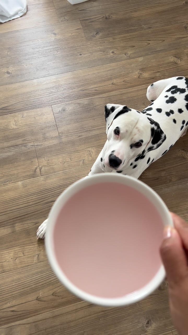 Instagram post by @meeko.dalmatian for Pawer Water. Caption reads: 🐾💧 Happy Tummy, Happy Pup! 💧🐾

From runny poos....