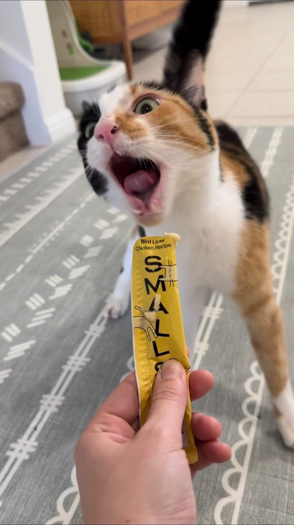 Instagram post by @shakeywobbles for Smalls. Caption reads: Shakey has never seen so many Licks.....