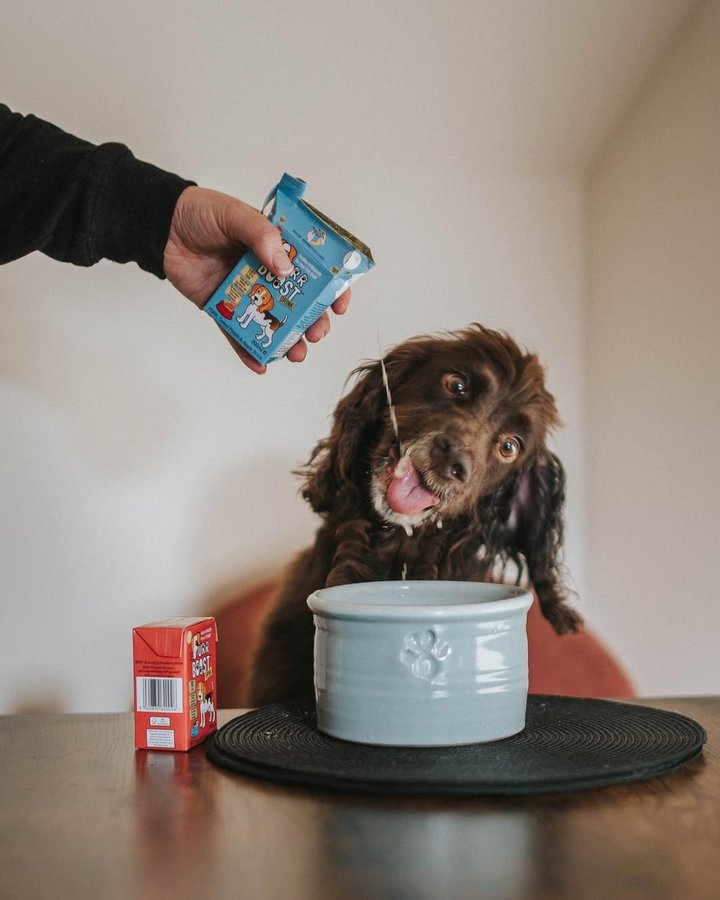 Instagram post by @spanielandthegays for Furr Boost. Caption reads: The Crazy Faces of a Spaniel 😋
[AD] We’ve been....