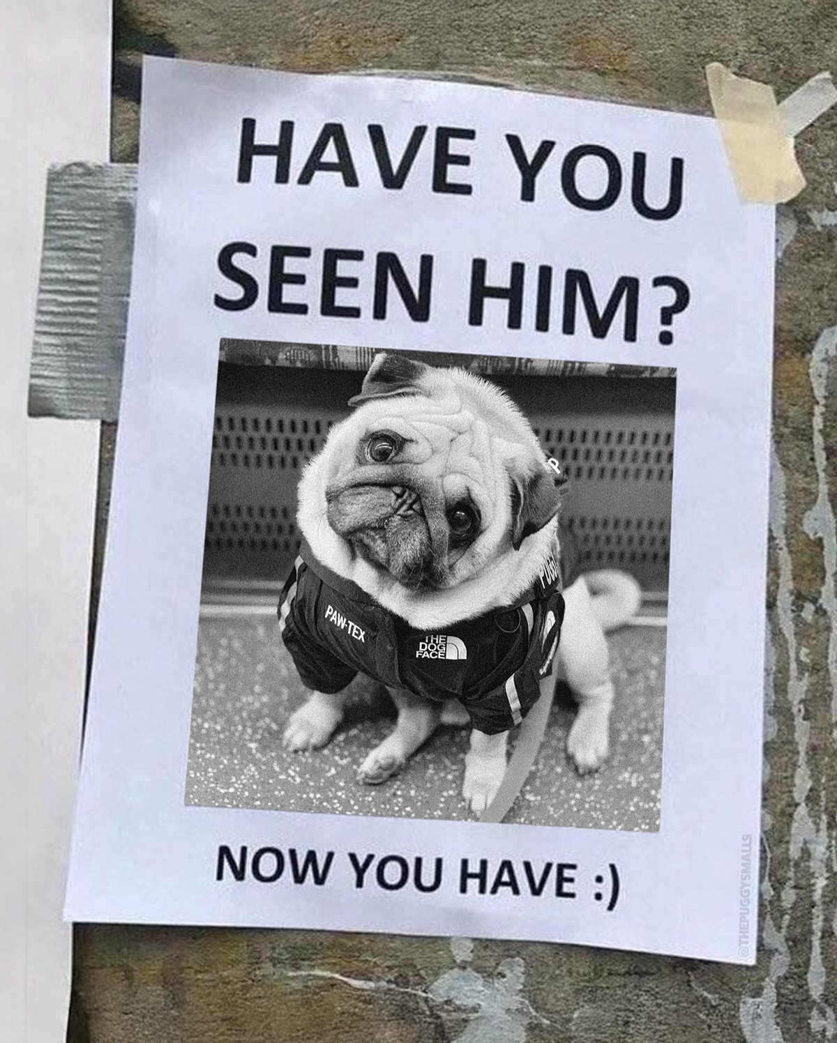 Instagram post by @thepuggysmalls for Barked by 9GAG. Caption reads: Spreading the Puggy joy ☺️

We have Partnered with....