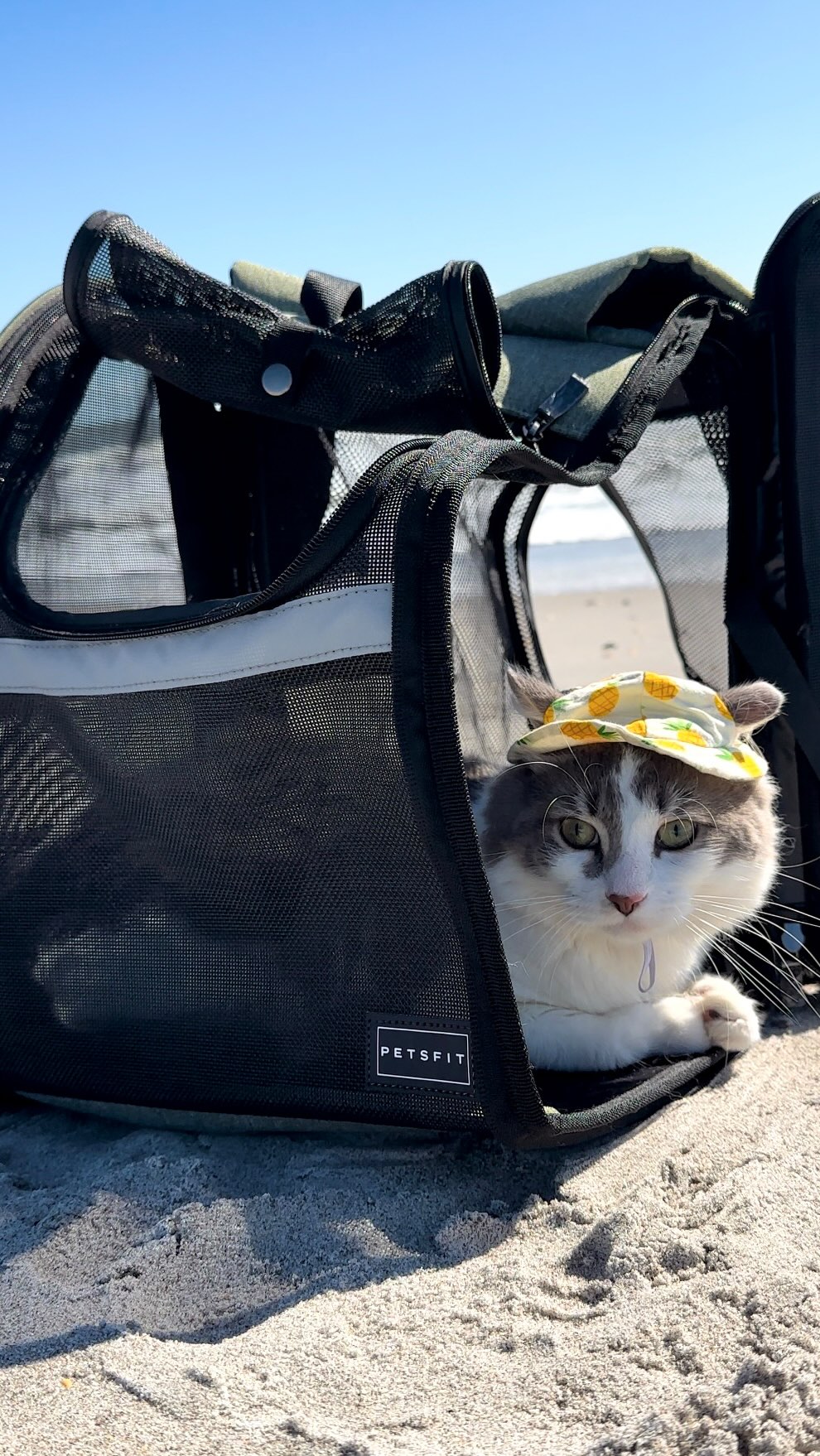 Instagram post by @harrys407 for Petsfit. Caption reads: Gatsby got a new pawsome cat adventure....