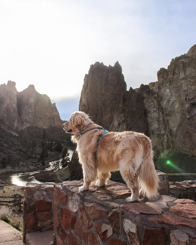 Instagram post by @adventures_with_biscuits for Travel Oregon. Caption reads: Sometimes I wish I could see this big amazing....