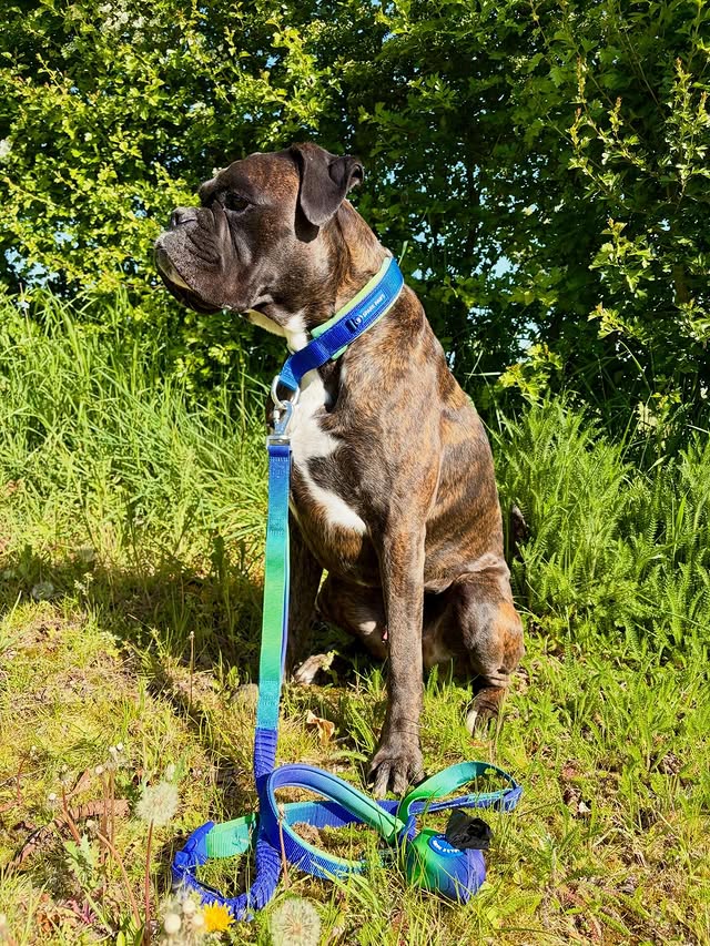 Instagram post by @mick_and_jim_theboxers for Spark Paws. Caption reads: [...] collar and multipurpose leash are from....