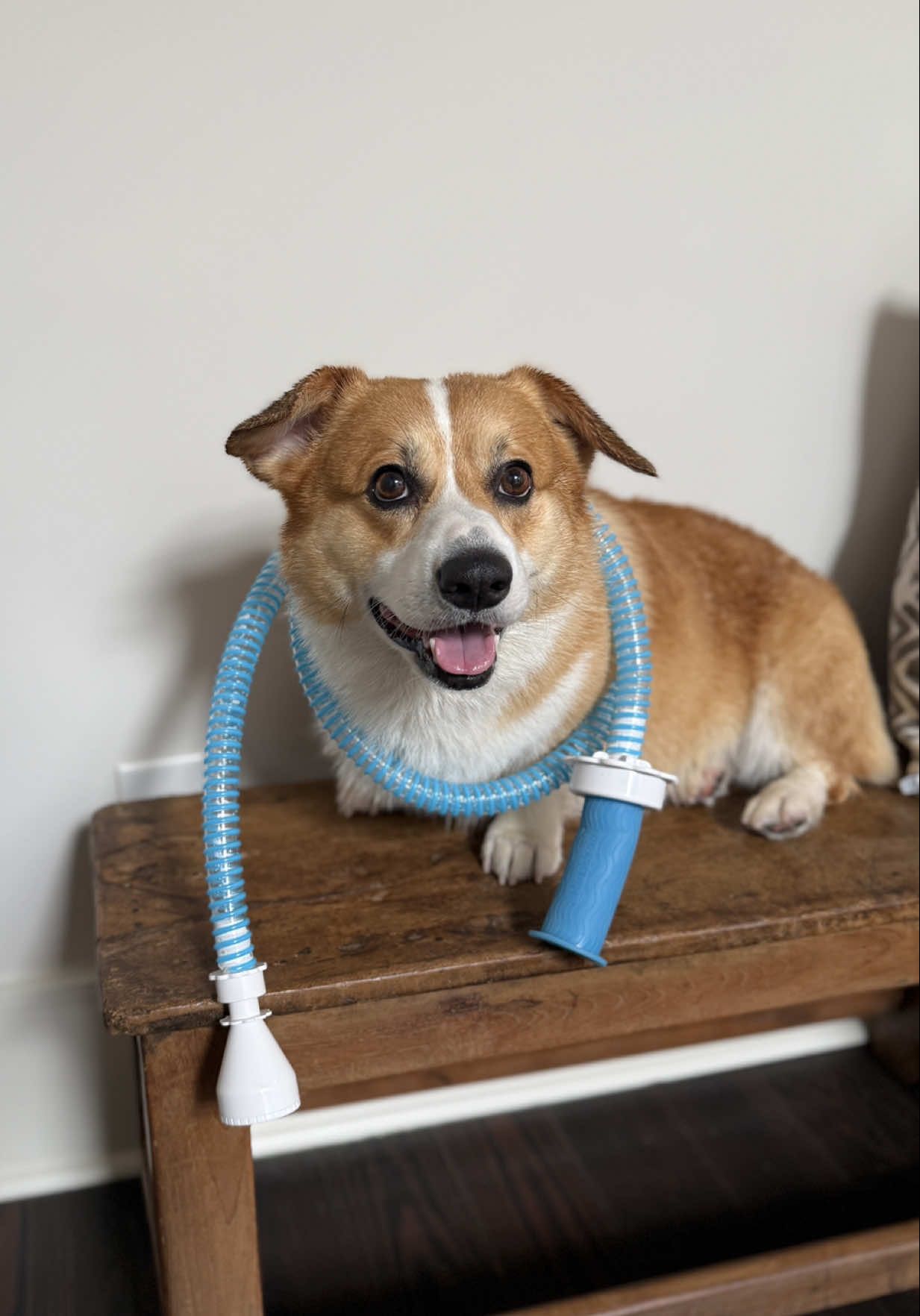 TikTok post by @gulfcoast_stapletons for Rinseroo. Caption reads: @Rinseroo™ makes bathing your pup so much easier!.