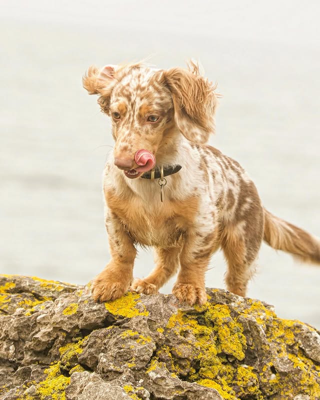 Instagram post by @sonnythescottishsausage for Furb. Caption reads: [...] the Wylde Black Spotted Dog collar from FURB....