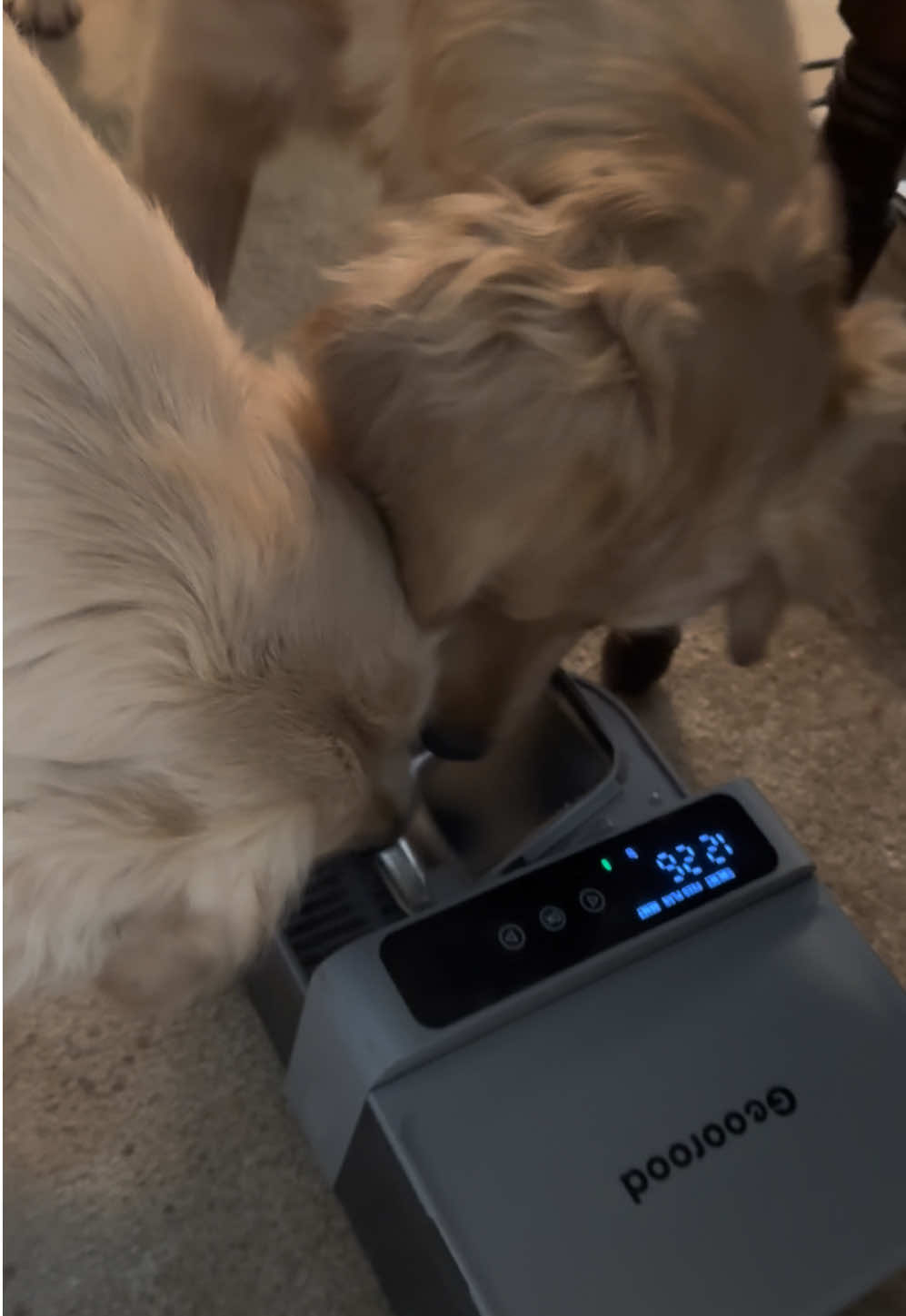 TikTok post by @goldensdaphneandruby for Geoorood. Caption reads: Honest review of the @Geoorood-us pet water....