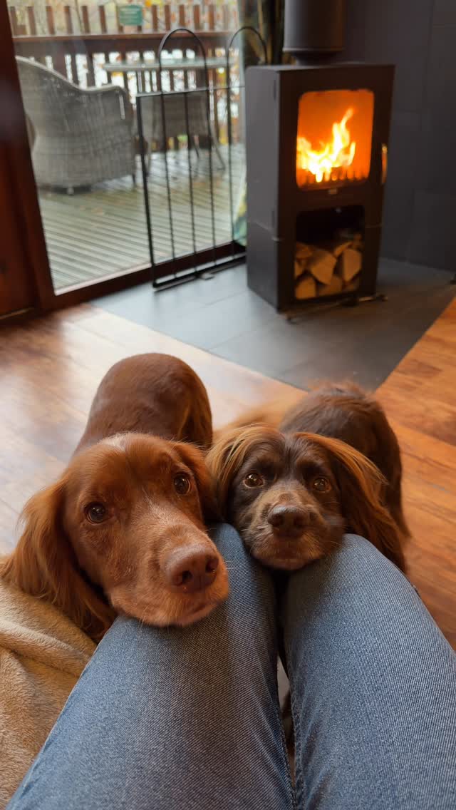 Instagram post by @theedinburghspaniels for Forthglade. Caption reads: Hugo’s special skill is unwrapping 🤭🎁

Sharing....